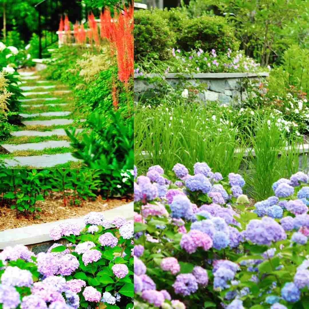 Best plants for Leesburg landscapes